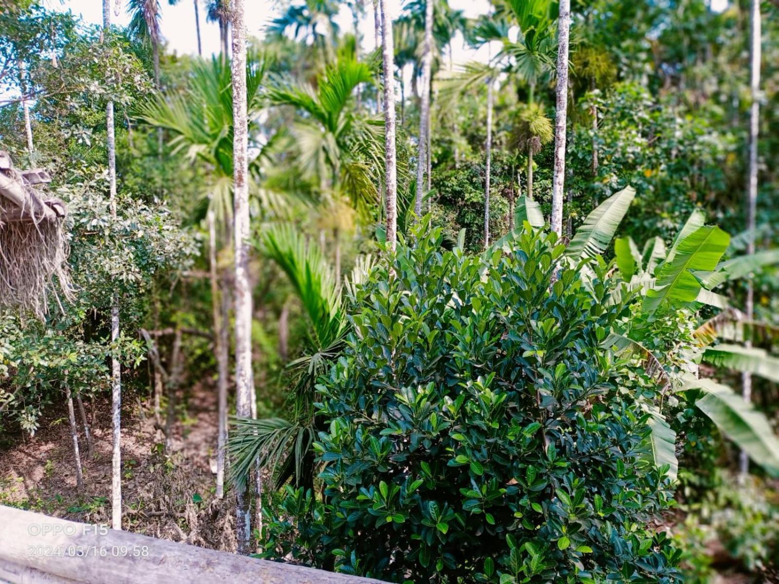 Streaming Valley Independent Coffee Estate Stay Madikeri Buitenkant foto